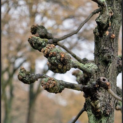 OsterholzerFriedhof & Teerhof Bremen-11-11-2007 – Foto 4