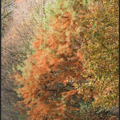 OsterholzerFriedhof & Teerhof Bremen-11-11-2007 – Foto 9