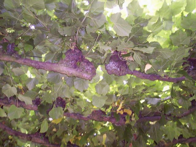 Osterholzer Friedhof  Sommer 2004 – Foto 12