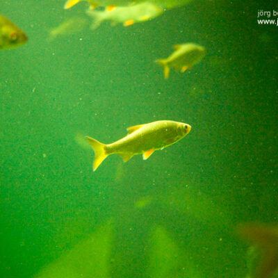 OZEANEUM bei Stralsund 2009-10-22 – Foto 9