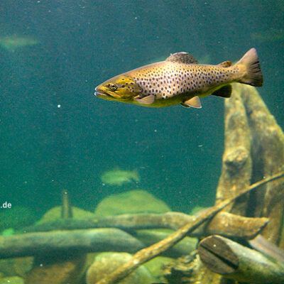 OZEANEUM bei Stralsund 2009-10-22 – Foto 14