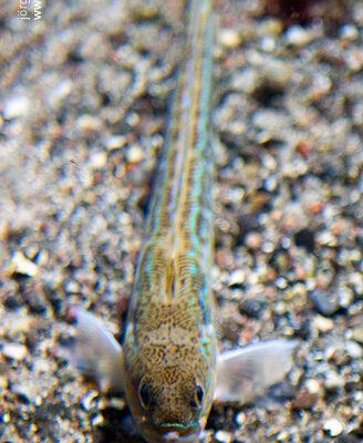 OZEANEUM bei Stralsund 2009-10-22 – Foto 18