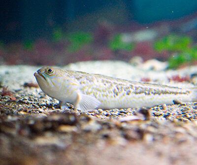 OZEANEUM bei Stralsund 2009-10-22 – Foto 20
