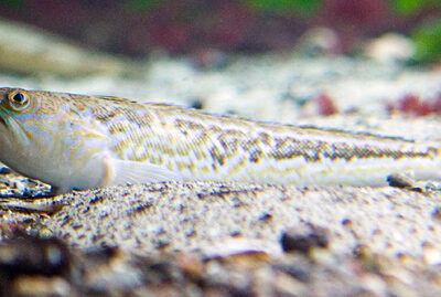 OZEANEUM bei Stralsund 2009-10-22 – Foto 22