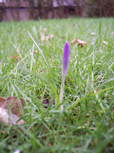 Blumen – Pflanzen – Makroaufnahmen – April 2005 – Foto 1