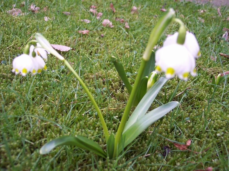 Blumen – Pflanzen – Makroaufnahmen – April 2005 – Foto 3