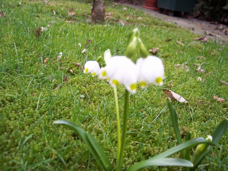 Blumen – Pflanzen – Makroaufnahmen – April 2005 – Foto 4