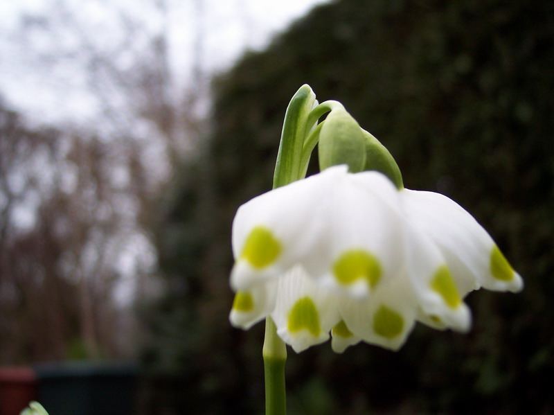 Blumen – Pflanzen – Makroaufnahmen – April 2005 – Foto 5
