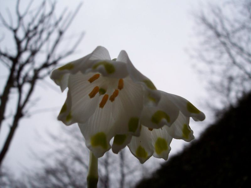 Blumen – Pflanzen – Makroaufnahmen – April 2005 – Foto 6