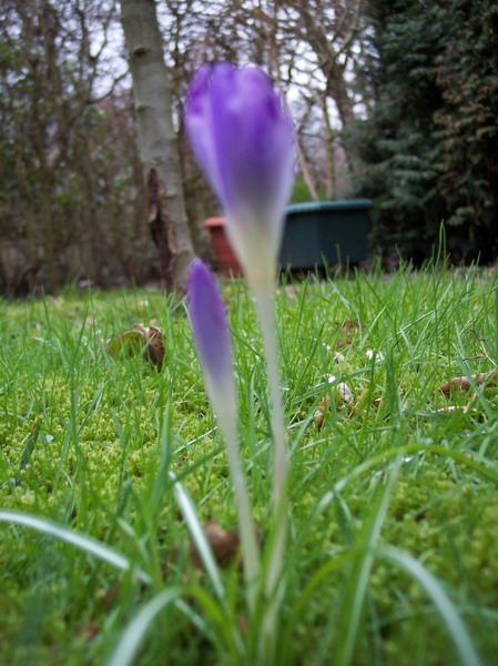 Blumen – Pflanzen – Makroaufnahmen – April 2005 – Foto 8
