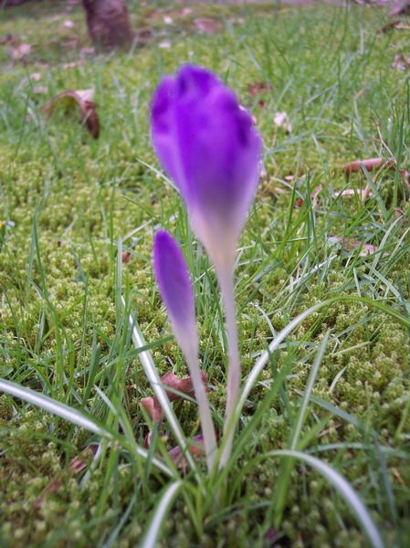Blumen – Pflanzen – Makroaufnahmen – April 2005 – Foto 9