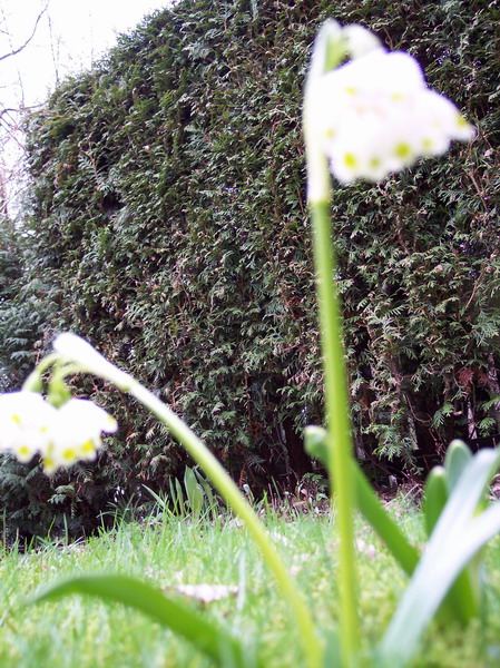 Blumen – Pflanzen – Makroaufnahmen – April 2005 – Foto 10