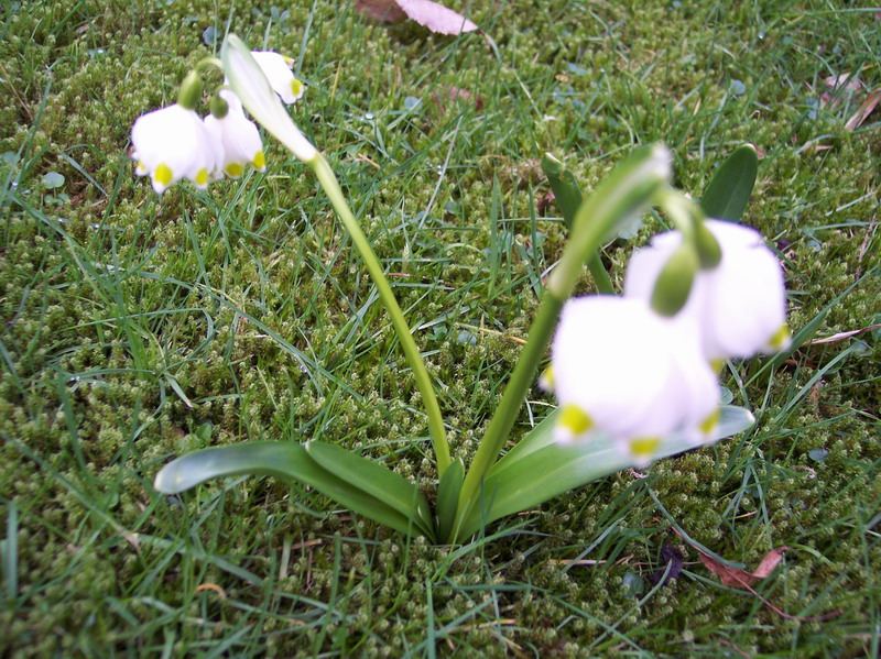 Blumen – Pflanzen – Makroaufnahmen – April 2005 – Foto 11