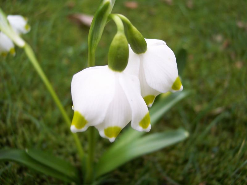 Blumen – Pflanzen – Makroaufnahmen – April 2005 – Foto 12