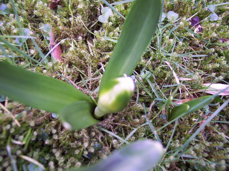 Blumen – Pflanzen – Makroaufnahmen – April 2005 – Foto 13