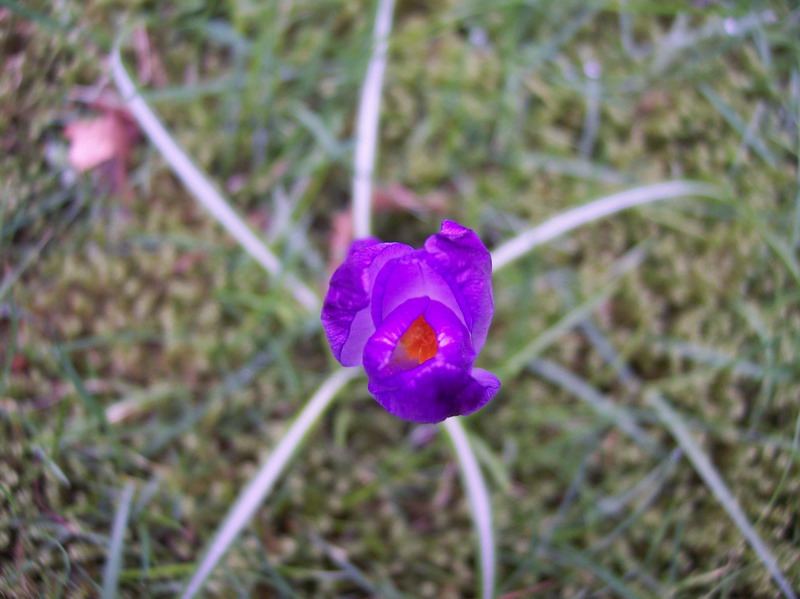 Blumen – Pflanzen – Makroaufnahmen – April 2005 – Foto 15