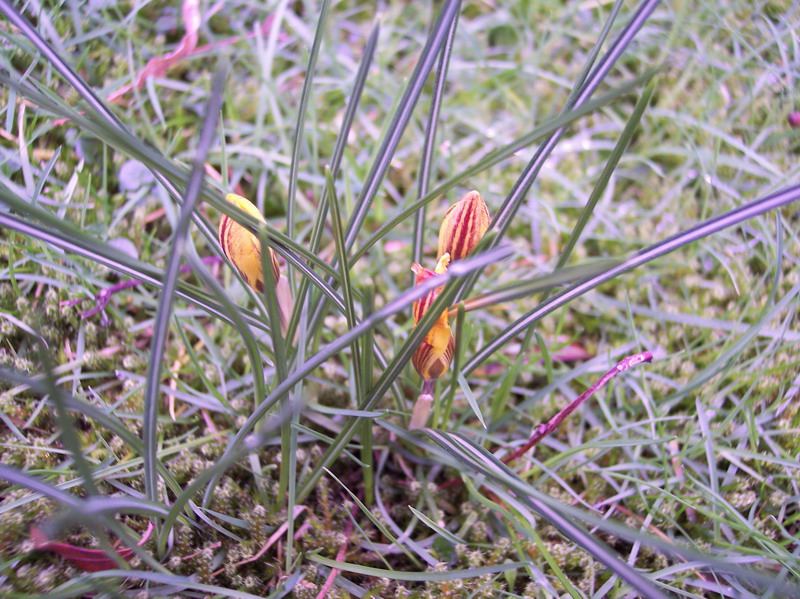 Blumen – Pflanzen – Makroaufnahmen – April 2005 – Foto 16