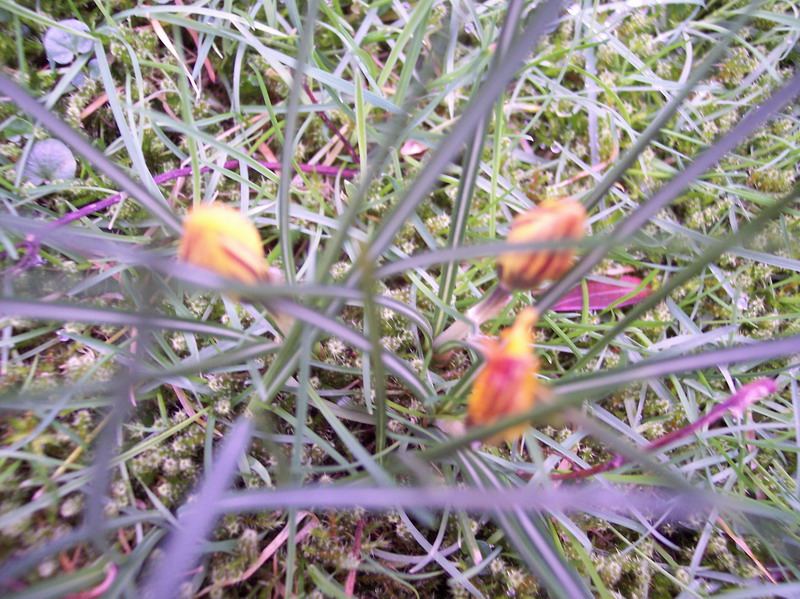 Blumen – Pflanzen – Makroaufnahmen – April 2005 – Foto 17