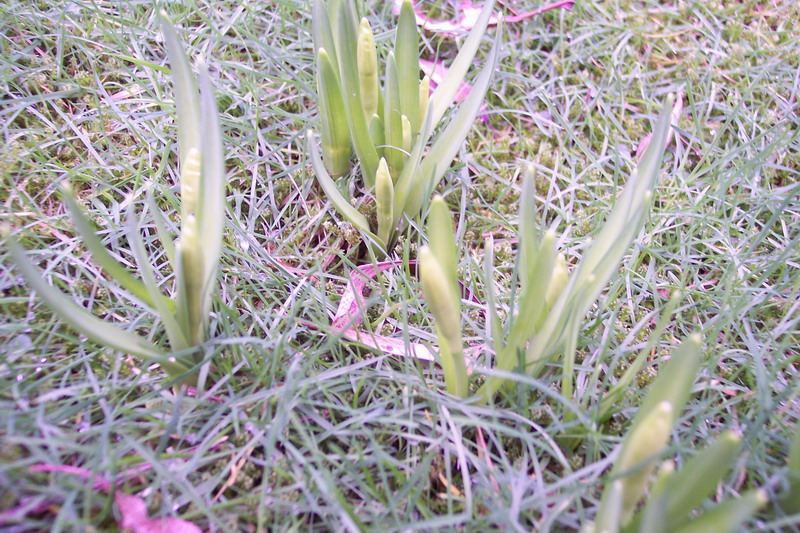 Blumen – Pflanzen – Makroaufnahmen – April 2005 – Foto 18