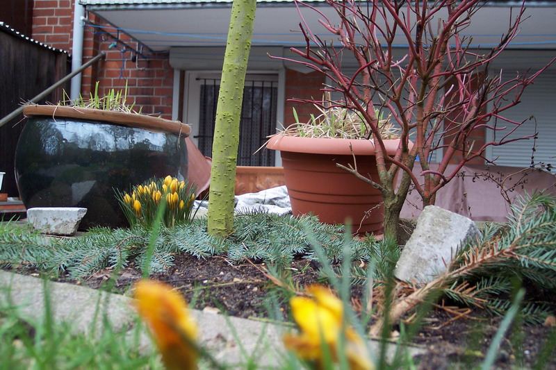 Blumen – Pflanzen – Makroaufnahmen – April 2005 – Foto 19