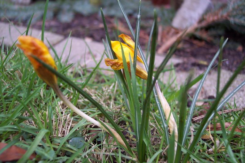 Blumen – Pflanzen – Makroaufnahmen – April 2005 – Foto 20