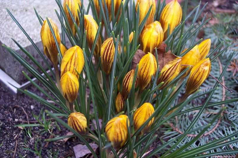 Blumen – Pflanzen – Makroaufnahmen – April 2005 – Foto 21
