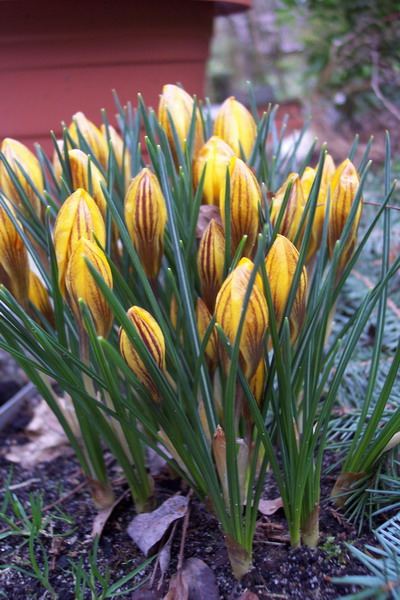 Blumen – Pflanzen – Makroaufnahmen – April 2005 – Foto 22