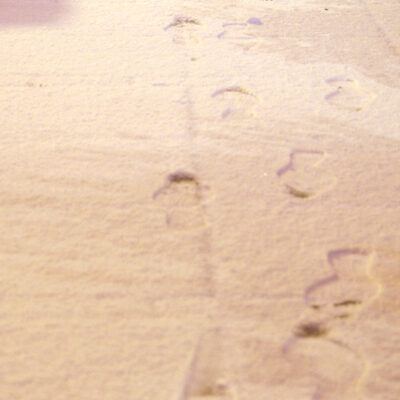(Neu-)Schnee in Bremen 24-01-2007 – Foto 3