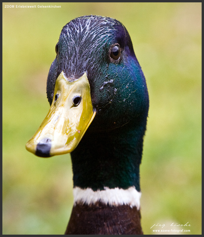 Portrait einer bunten Ente