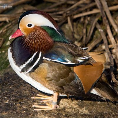 Vogelpark Walsrode im Januar 2009 – Foto 1