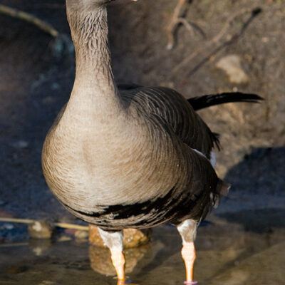 Vogelpark Walsrode im Januar 2009 – Foto 2