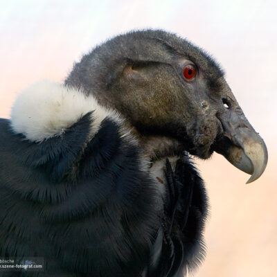 Vogelpark Walsrode im Januar 2009 – Foto 5