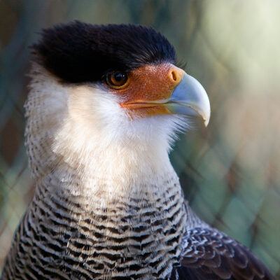 Vogelpark Walsrode im Januar 2009 – Foto 6