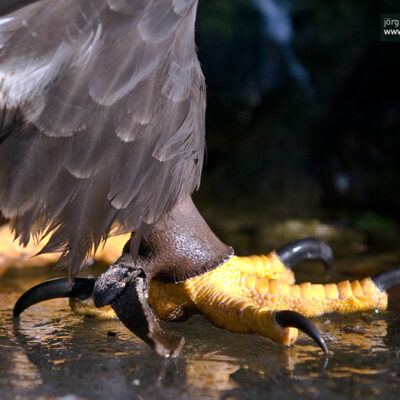 Vogelpark Walsrode im Januar 2009 – Foto 7