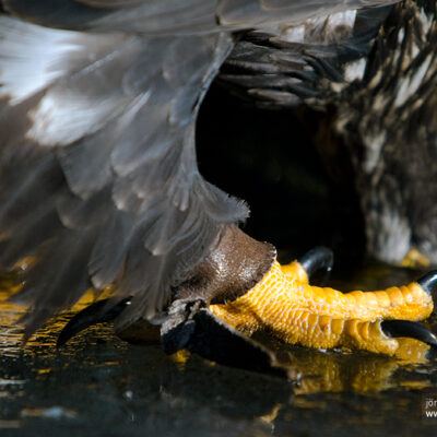 Vogelpark Walsrode im Januar 2009 – Foto 8