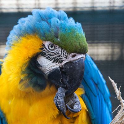 Vogelpark Walsrode im Januar 2009 – Foto 11