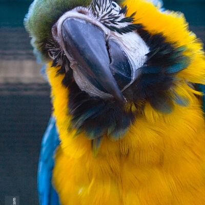 Vogelpark Walsrode im Januar 2009 – Foto 12