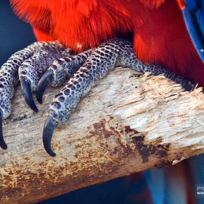Vogelpark Walsrode im Januar 2009 – Foto 14
