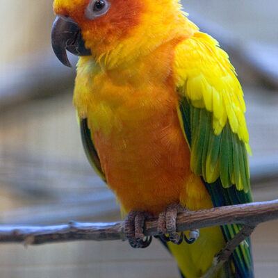 Vogelpark Walsrode im Januar 2009 – Foto 15