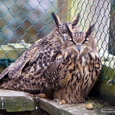 Vogelpark Walsrode im Januar 2009 – Foto 16