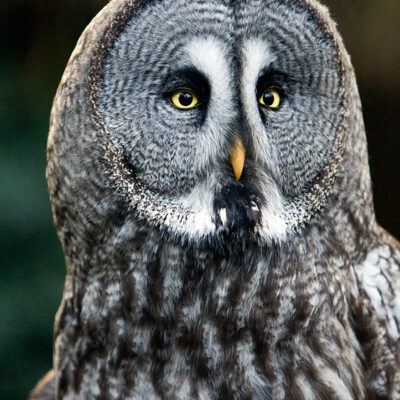 Vogelpark Walsrode im Januar 2009 – Foto 17