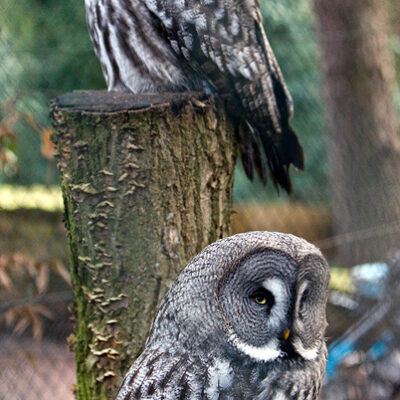 Vogelpark Walsrode im Januar 2009 – Foto 19