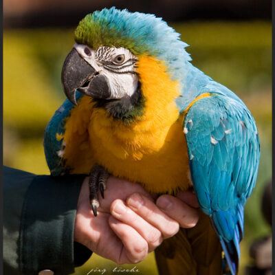 Vogelpark-Walsrode-30-03-2008 – Foto 1