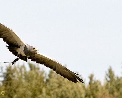 Vogelpark-Walsrode-30-03-2008 – Foto 2