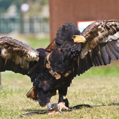 Vogelpark-Walsrode-30-03-2008 – Foto 3