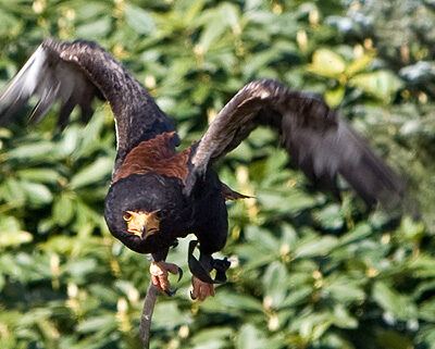 Vogelpark-Walsrode-30-03-2008 – Foto 4