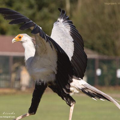 Vogelpark-Walsrode-30-03-2008 – Foto 6