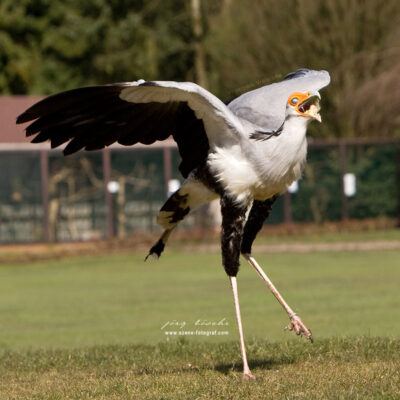 Vogelpark-Walsrode-30-03-2008 – Foto 7