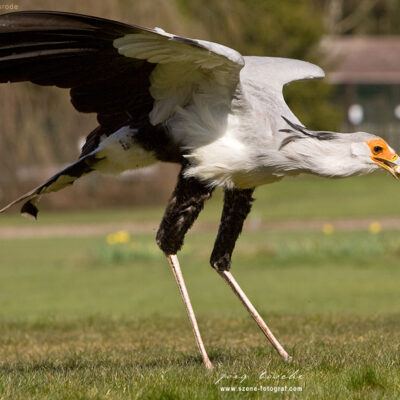 Vogelpark-Walsrode-30-03-2008 – Foto 8
