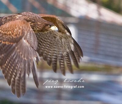 Vogelpark-Walsrode-30-03-2008 – Foto 9